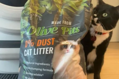 catlitter